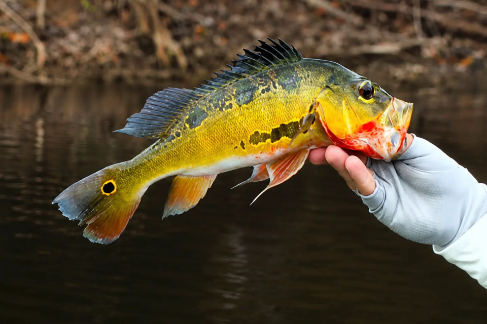 Tucunaré é um dos peixes mais procurados por praticantes da pesca esportiva em Goiás (Foto: ReproduçãoTikTOK)