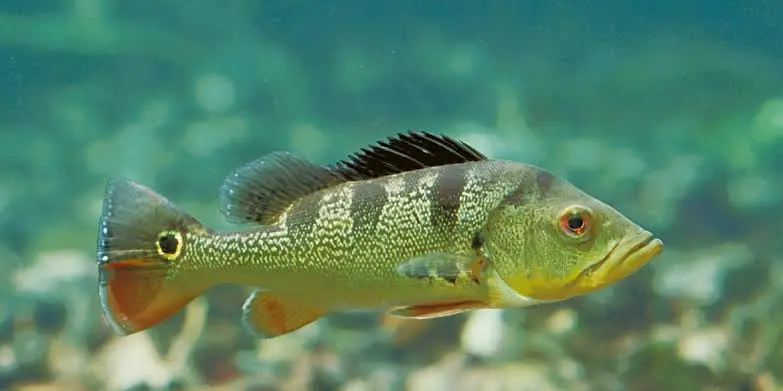 Exemplar de tucunaré em ambiente aquático, peixe conhecido pelo comportamento territorial e pela força durante a pesca (Foto: Reprodução/YouTube)