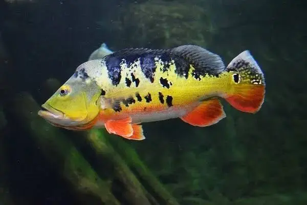 Exemplar de tucunaré apresenta coloração intensa e manchas características da espécie em ambiente aquático (Foto: Reprodução/Instagram)