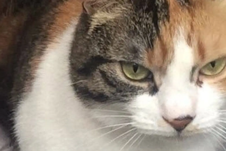 Gata desaparecida por uma década retorna para casa no aniversário de 30 anos de tutora Charlie foi localizada no Reino Unido