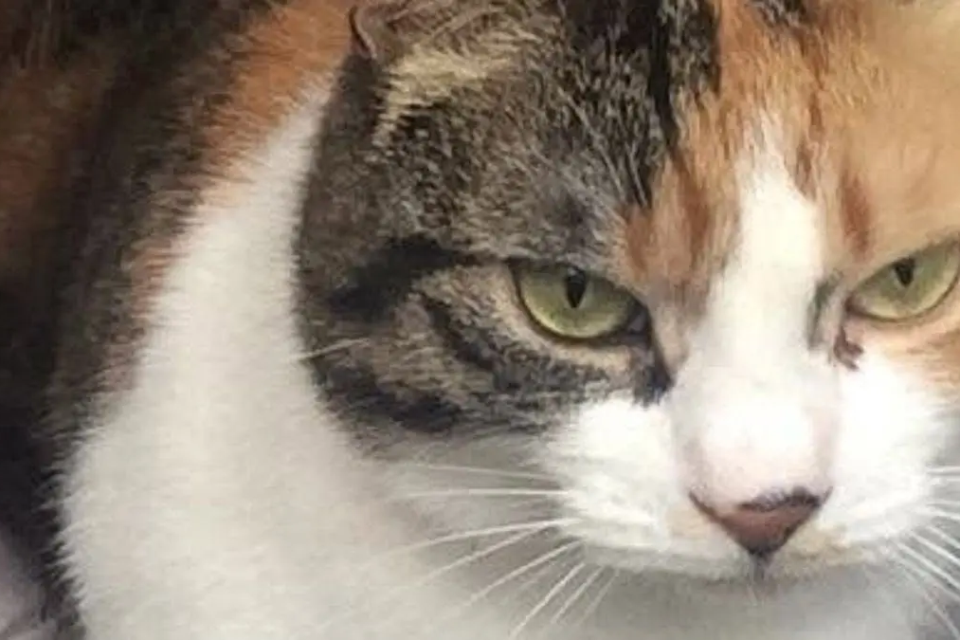 Gata desaparecida por uma década retorna para casa no aniversário de 30 anos de tutora Charlie foi localizada no Reino Unido