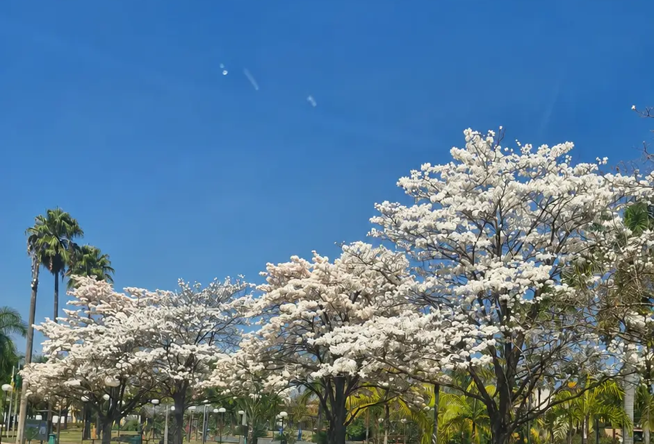 Ipês-brancos florescem e mudam a paisagem do Condomínio Granville, em Goiânia (Foto: Maurício Aparecido Mariano da Silva/@NeguinhoDoBem)