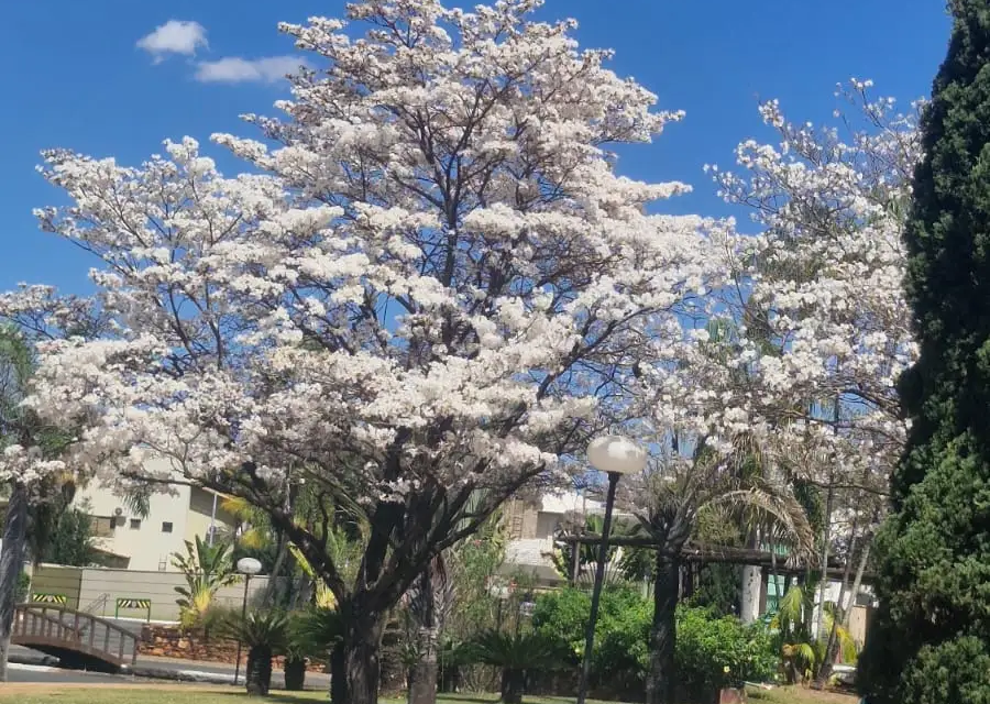 Ipês-brancos formam um corredor de flores pelas ruas do Condomínio Granville, em Goiânia (Foto: Maurício Aparecido Mariano da Silva/@NeguinhoDoBem)