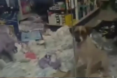 Cachorro em meio a fraudas rasgadas - (Foto: reprodução)