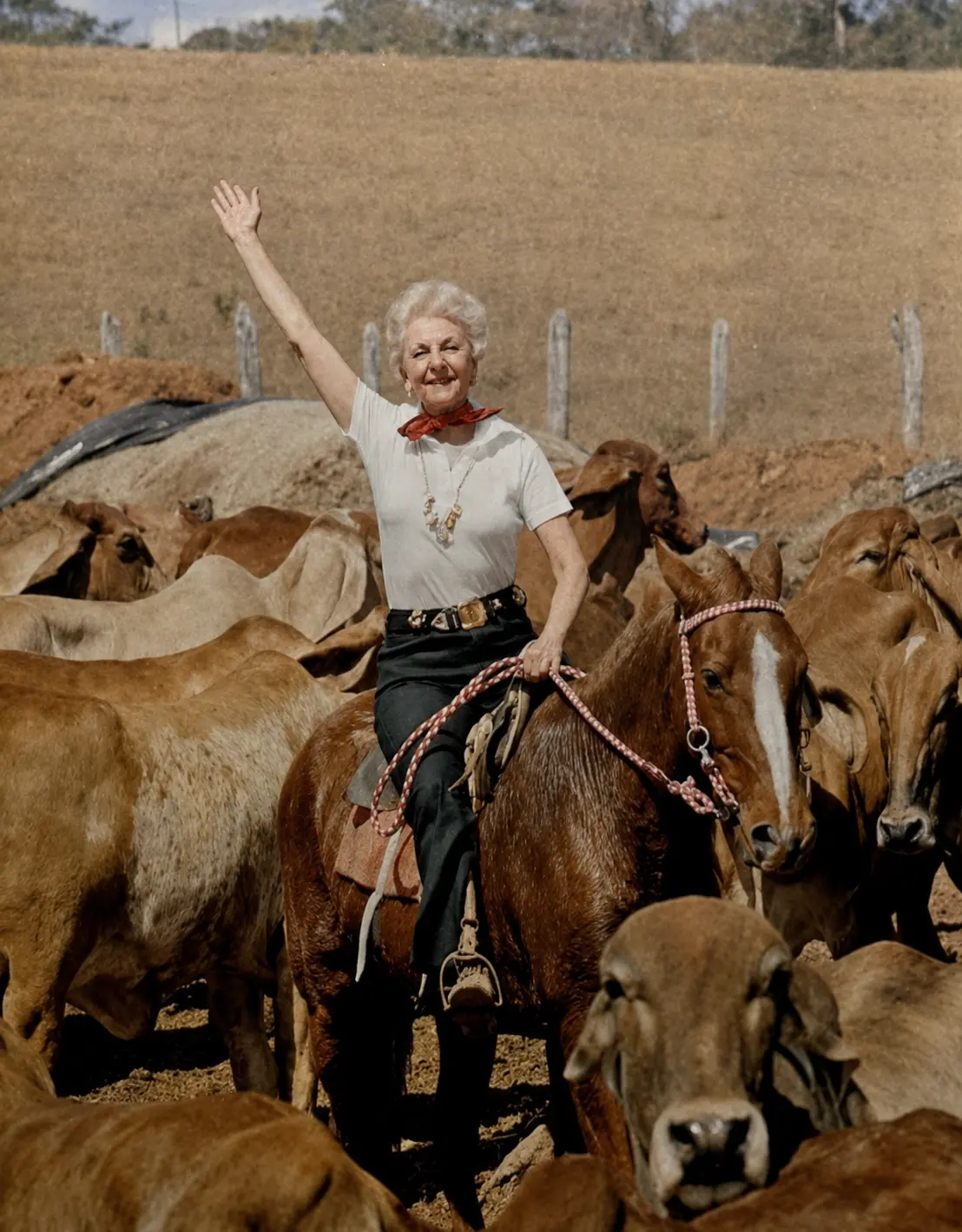 A atriz norte-americana Mary Martin, estrela de Peter Pan na Broadway, conduz o gado na fazenda que mantinha na região de Anápolis (Foto: Arquivo/Revista Manchete)