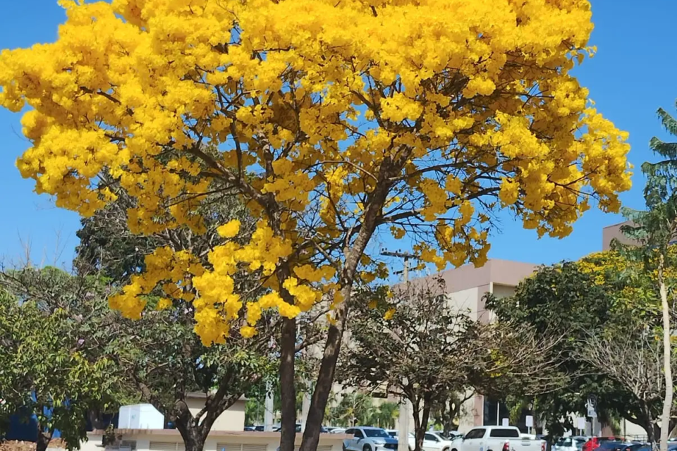 Ipê-amarelo apresenta floração intensa enquanto perde parte das folhas na estação seca (Foto: Josana de Castro Peixoto)