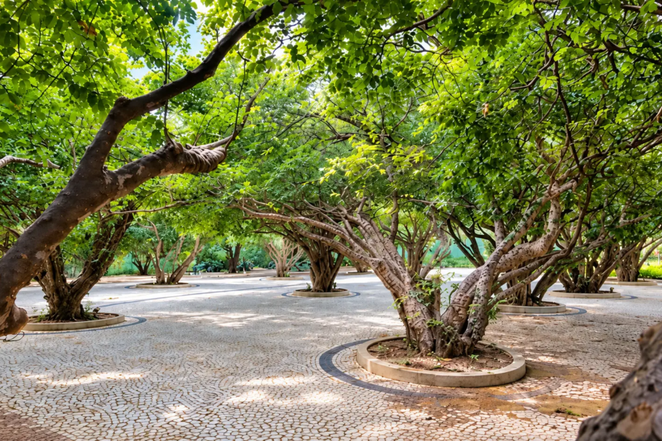 Jabuticabeiras no jardim do Palácio das Esmeraldas, em Goiânia, integram a composição histórica do espaço e ajudam a diferenciar o paisagismo local da referência francesa (Foto: Governo de Goiás)