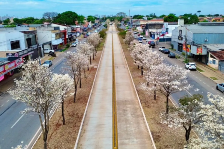 Espécie nativa do Cerrado perde as folhas antes da floração e pode permanecer florida por até cinco dias (Foto: Joabe Mendonça)