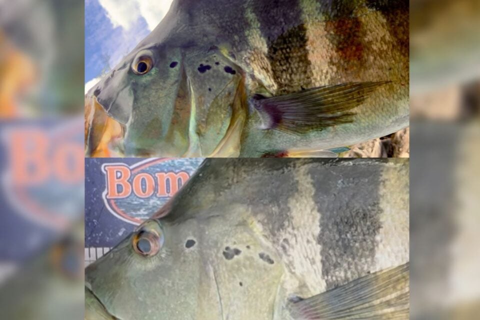 As fotografias das duas capturas mostram os mesmos padrões de manchas, especialmente na região próxima ao olho e na lateral da cabeça (Foto: arquivo pessoal)
