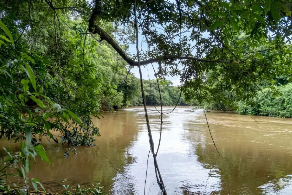 A rã foi localizada em matas de galeria próximas a pequenos riachos que alimentam o rio Corumbá, em Luziânia (Foto: Zookeys)
