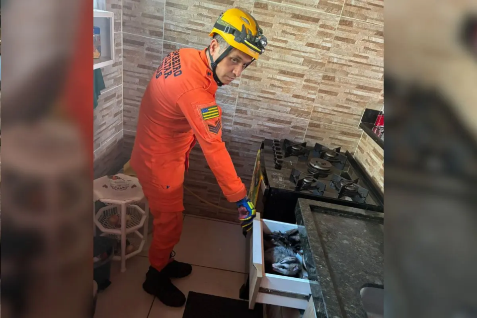 Gambá e quatro filhotes são resgatados de dentro de armário em Bela Vista de Goiás 1 Bombeiros resgatam gambá com filhotes que estavam dentro de gaveta em Bela Vista de Goiás (Foto: Corpo de Bombeiros)