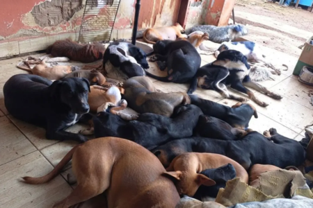 Vários cães acolhidos descansando juntos num ambiente protegido e cheio de carinho