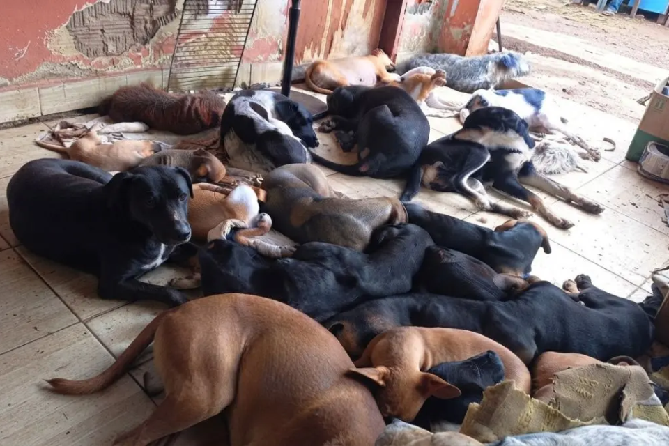Vários cães acolhidos descansando juntos num ambiente protegido e cheio de carinho
