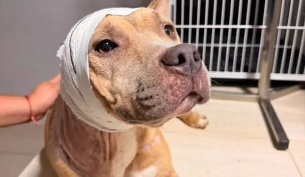 Pitbull Fênix durante o período em que recebeu cuidados após ser resgatada em situação de maus-tratos