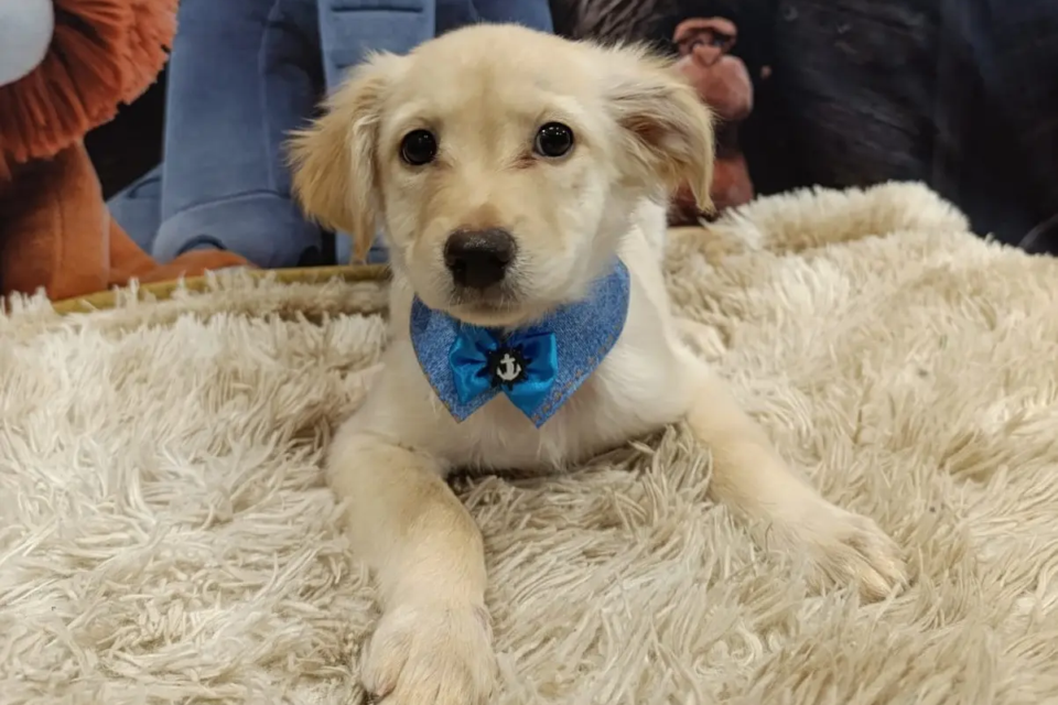 Feira de adoção de animais acontece neste sábado, no Aparecida Shopping (1) - Copia