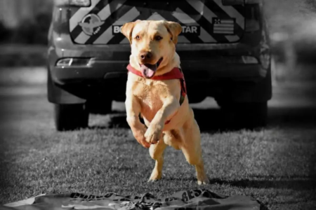 fenix x capa