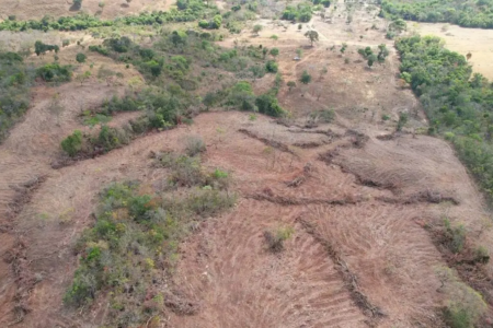 Flagrante de desmatamento em Goiás