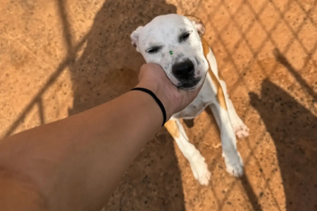 Cão recebe carinho