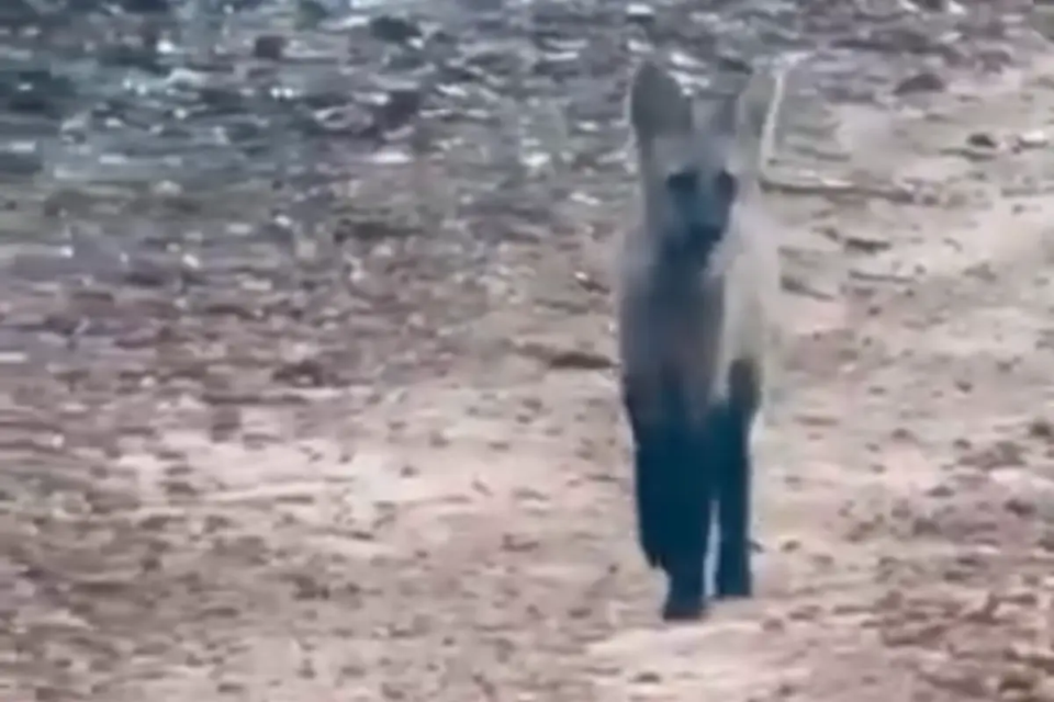 lobo guará 