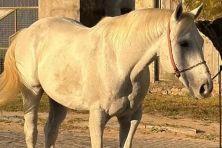 Cavalo de R$ 100 mil é furtado, vendido por preço baixo e recuperado pela polícia Animal da raça Quarto de Milha