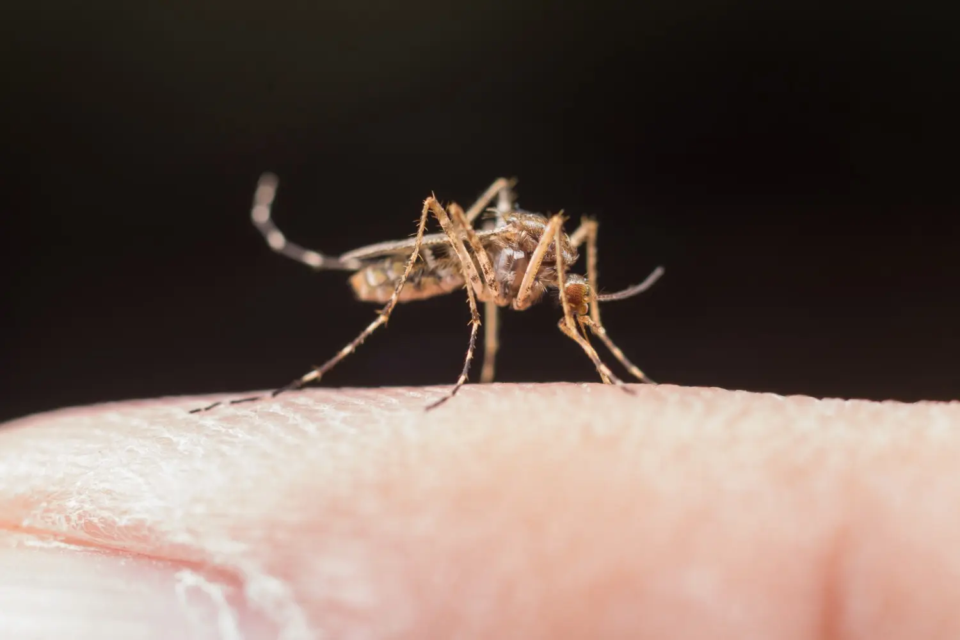 Imagem do mosquito