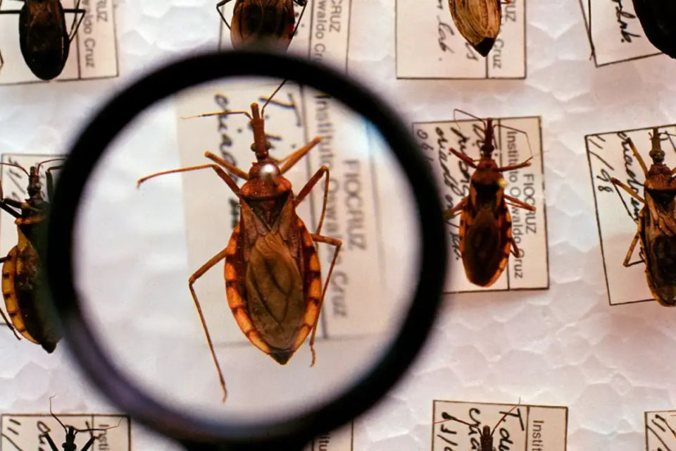 doença de chagas x barbeiro 
