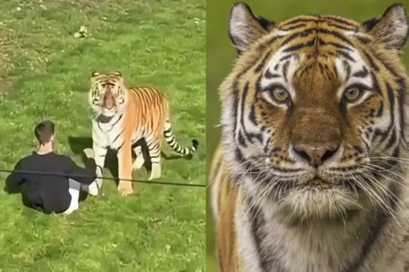 Cenas fortes: tigre que matou homem em zoológico na Inglaterra não será sacrificado Vídeo mostra animal atacando um visitante