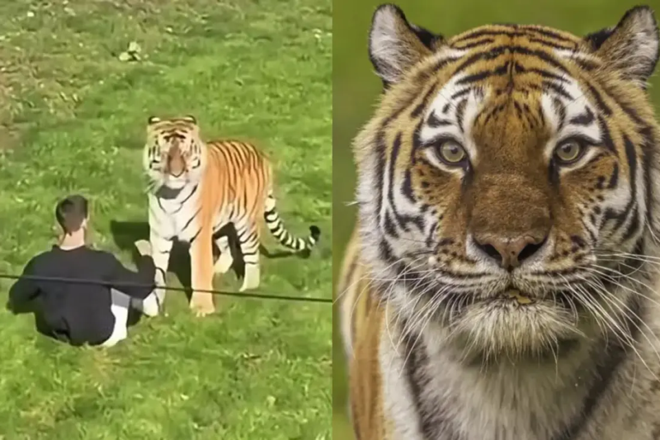 Relatório revela causa da morte de jovem atacado por tigre em zoológico Vídeo mostra animal atacando William Chapman, de 23 anos