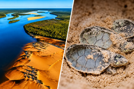 Montagem mostra vista aérea do Parque Estadual do Araguaia e de tartarugas no Refúgio da Vida Silvestre (RSV), no MT