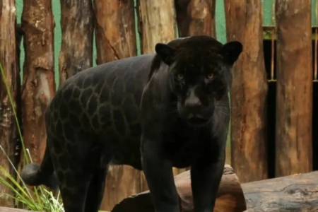 Zoológico de Goiânia