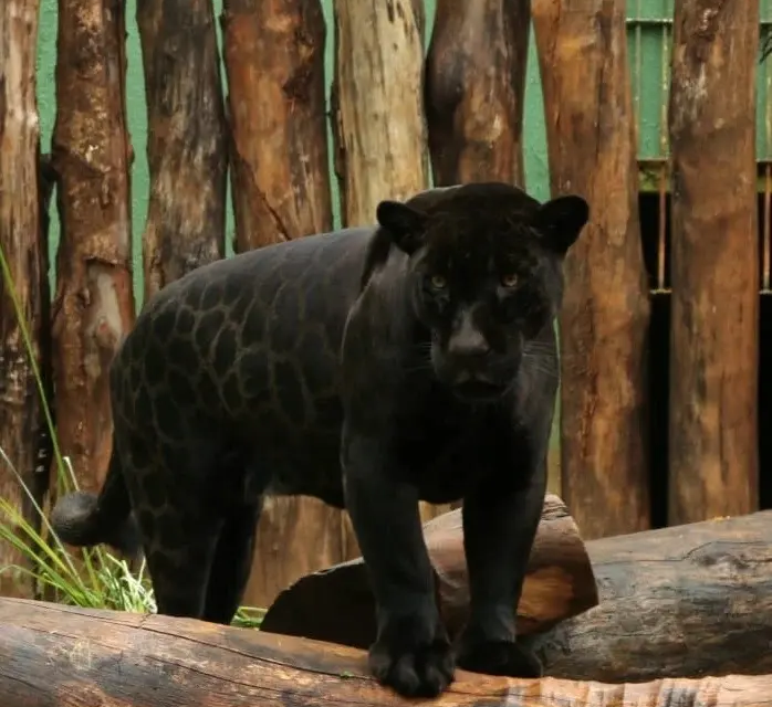 Zoológico de Goiânia